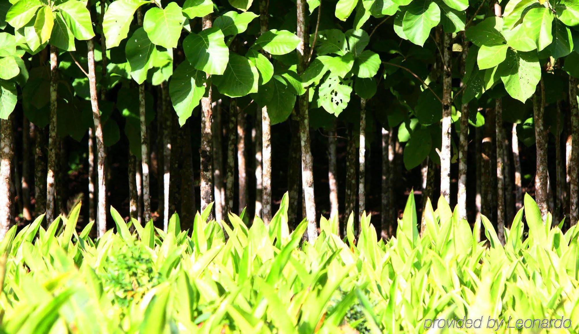 Machaca Hill Rainforest Canopy Lodge Punta Gorda Exterior foto